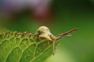 Snail in the summer garden