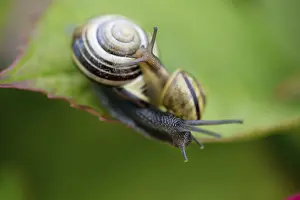 Snail in the summer garden