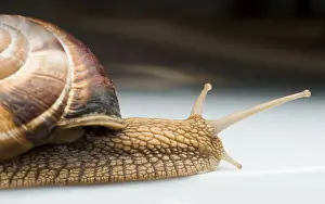 Snails moving