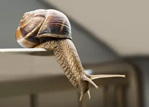 Snails moving