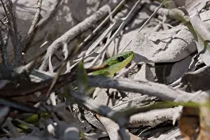 Snake, Animal, Chapada Diamantina, Bahia, Brazil