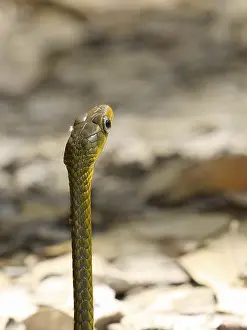 Snake, Animal, Chapada Diamantina, Bahia, Brazil
