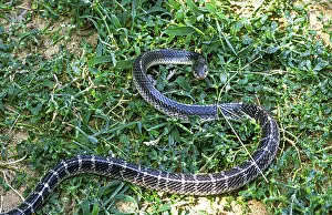 Snake Common krait (Bungarus caeruleus) captive