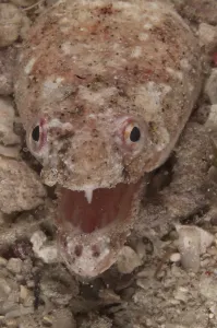 Snake Eel, Eels, Other Animals