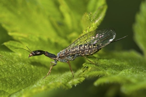 Snake fly (Raphidia notata), female