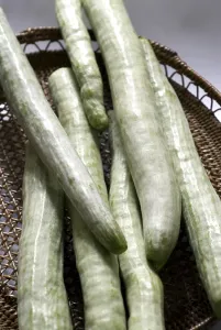 Snake gourd few green fresh long vegetable