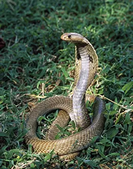 Snake, Indian cobra Indian spectacled cobra (Naja naja)
