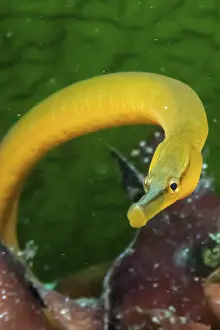 Snake pipefish (Entelurus aaequoreus)