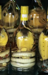 Snake schnapps used as an aphrodisiac