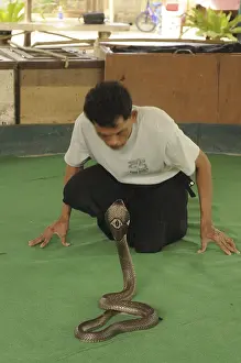 Snake tamer with cobra (Naja kaouthia)