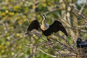 Snakebird (Anhinga anhinga), on branch