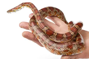 Snake.elaphe guttata.young boa constrictor on a white background