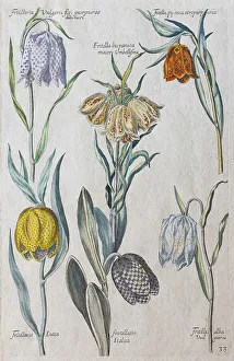 Snake's head fritillaries (Fritillaria meleagris)