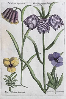 Snake's Head Fritillary (Fritillaria)