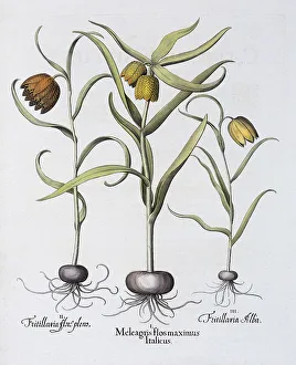 Snake's Head Fritillary (Fritillaria meleagris)