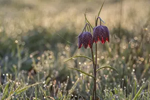 Snake's Head Fritillary (Fritillaria meleagris)