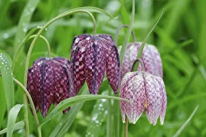 Snake's head fritillary (Fritillaria meleagris)