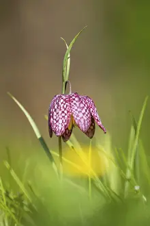 Snake's head fritillary (Fritillaria meleagris)