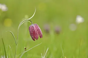 Snake's Head Fritillary (Fritillaria meleagris)