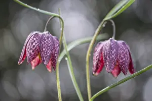 Snake's Head Fritillary (Fritillaria meleagris)