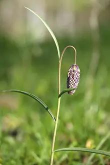 Snake's Head Fritillary, March