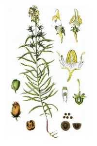 Snap-dragon (Antirrhinum linaria)