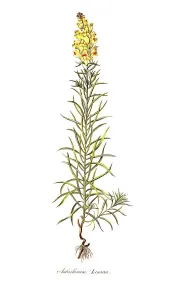 Snapdragon (Antirrhinum) lineara