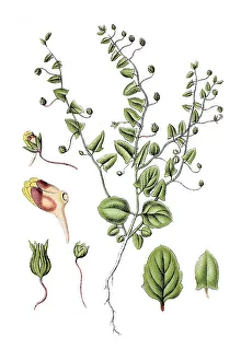 Snapdragon, Sharpleaf cancerwort or Sharp-leaved fluellin (Antirrhinum elatine)