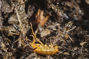 Snapping jaw ant, Snapping jaw ants
