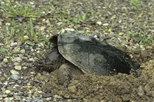 Snapping Turtle (Chelydra serpentina)
