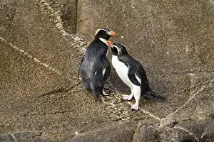 Snares Penguin (Eudyptes robustus)