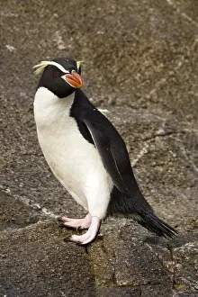Snares Penguin (Eudyptes robustus)
