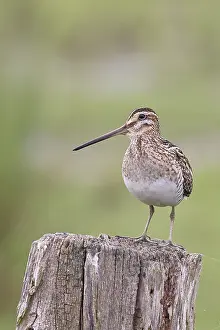 Snipe (Gallinago gallinago), standing on fence post of a pasture