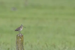 Snipe (Gallinago gallinago), standing on fence posts of a pasture