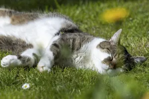 Snoozing and contented domestic cat (Felis catus)