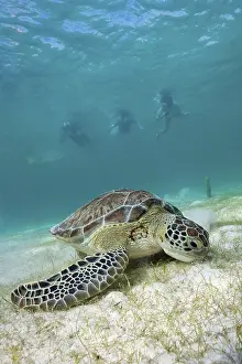 Snorkeller looking at Green turtle