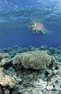 Snorkelling at the coral reef, Maldives