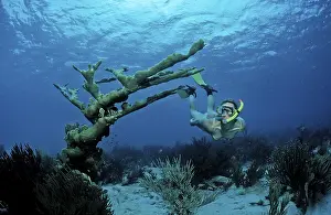 Snorkelling over coral reef, Netherlands Antilles