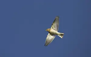 Snow Bunting (Plectrophenax nivalis)