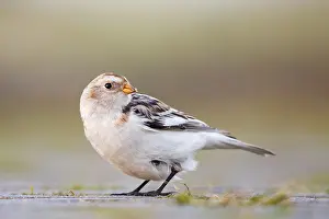 Snow Bunting (Plectrophenax nivalis)