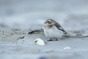 Snow bunting (Plectrophenax nivalis) adult bird on a beach