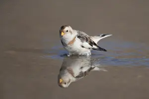 Snow bunting (Plectrophenax nivalis) adult bird in a shallow puddle on a beach in winter