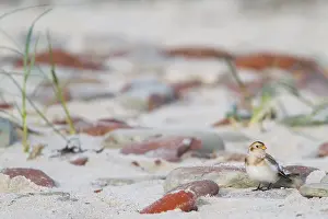 Snow Bunting - Schneeammer - Plectrophenax nivalis ssp