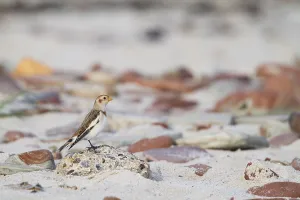 Snow Bunting - Schneeammer - Plectrophenax nivalis ssp