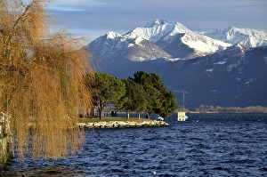 Category Mountain Landscapes Prints: Snow-capped Mountain and an Alpine Lake Maggiore with Tree in Autumn in Locarno