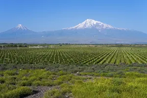Framed Print : Two snow-capped mountains overlooking vast vineyards under a bright blue sky Framed Print : Two snow-capped mountains overlooking vast vineyards under a bright blue sky