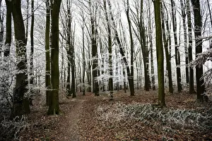 Snow-covered beech forest (Fagus sylvatica) on the Hermannsweg