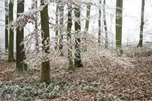 Snow-covered beech forest (Fagus sylvatica) on the Hermannsweg