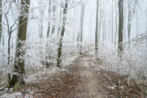 Snow-covered beech forest (Fagus sylvatica) on the Hermannsweg