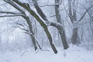 Snow-covered beech forest in the fog